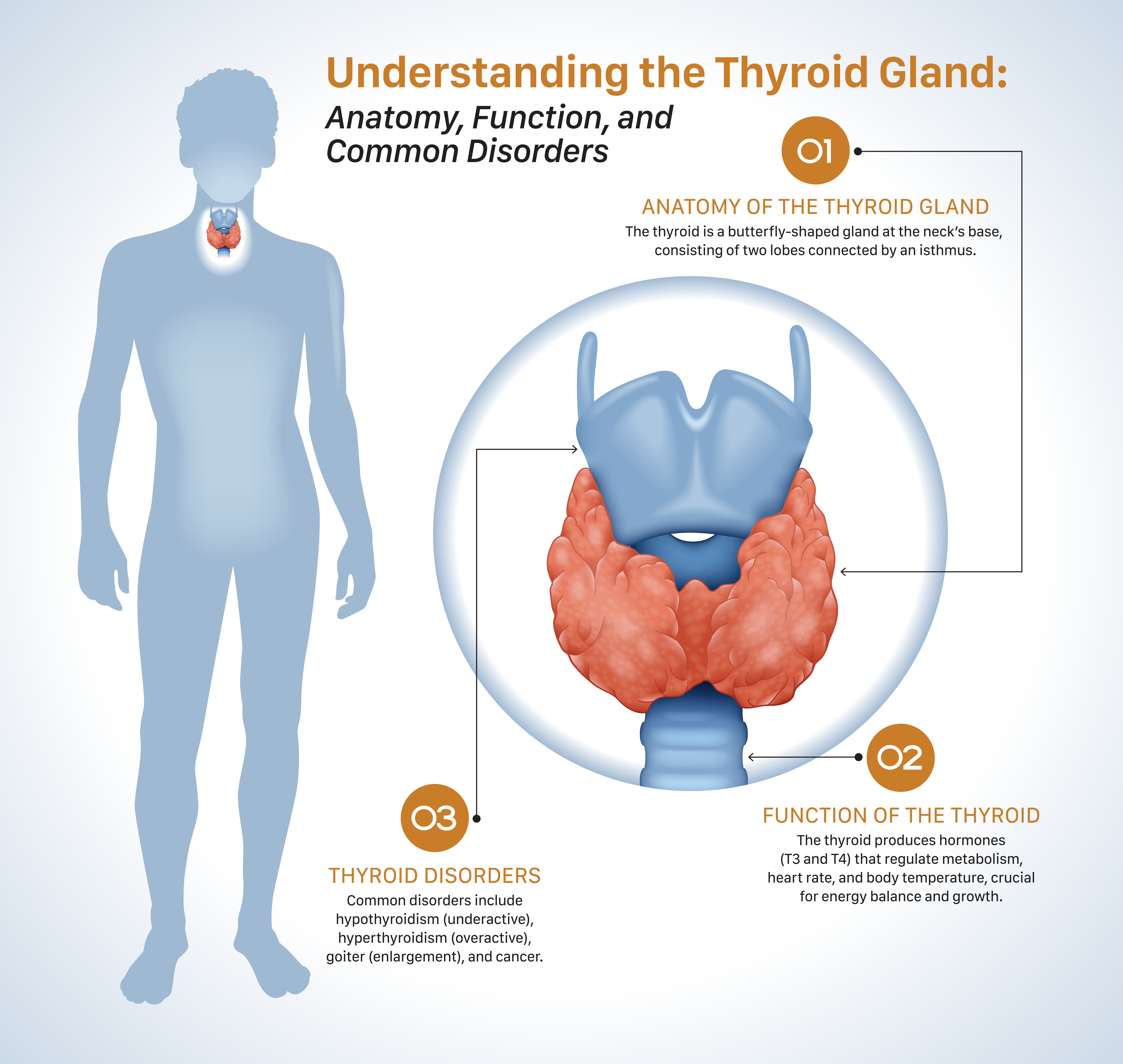 Diagram of the thyroid gland located in the body and its functions.