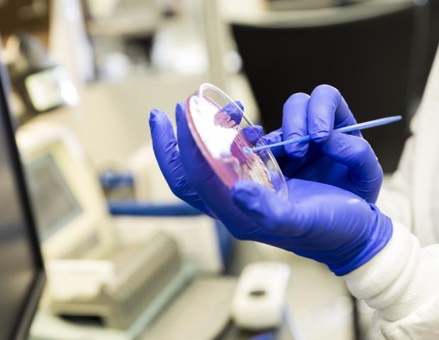 lab worker with pietri dish