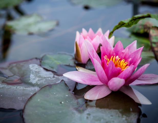 Pink lotus flower
