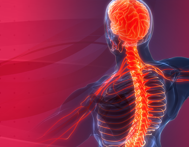 full spine to brain image