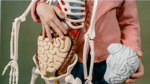 Person holding a detailed anatomical model of the digestive system.